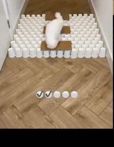 Enlace a Un gato que cruza sin tirar ni un vaso