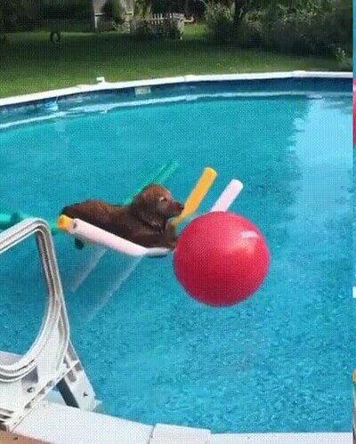 Enlace a Un perro relajándose tranquilamente en la piscina