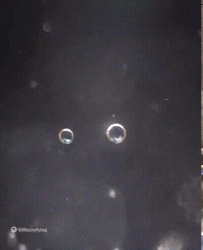 Enlace a Haciendo un zoom bestial en una botella de agua