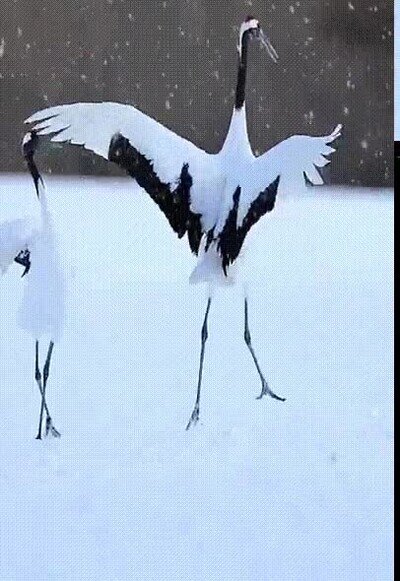 bailarinas,mundo,animal