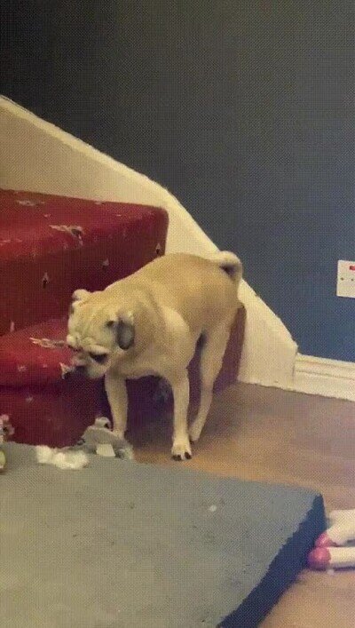 Enlace a El pobre todavía no ha aprendido a subirlas