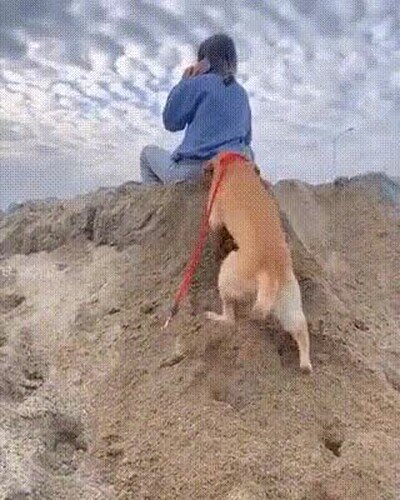 Enlace a Un perro trolleando a su humana