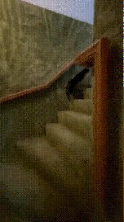 Enlace a Una escalera a prueba de gatos