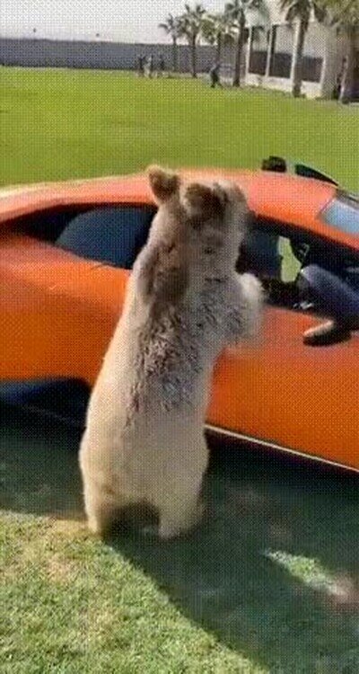 Enlace a Nunca olvides la fuerza que puede tener un oso