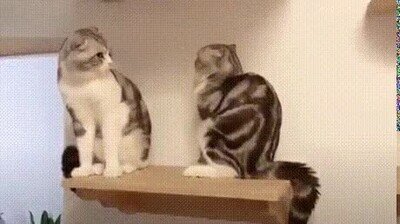 Enlace a Los gatos pueden ser lo más cruel del mundo