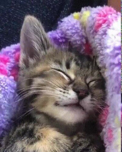 soñar,comida,gato