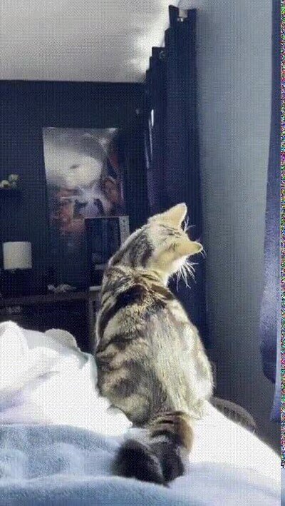 Enlace a Le gusta pelear contra las partículas de polvo