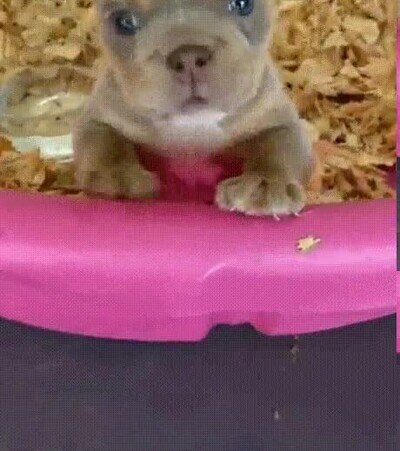 perro,impresionar,ladridos