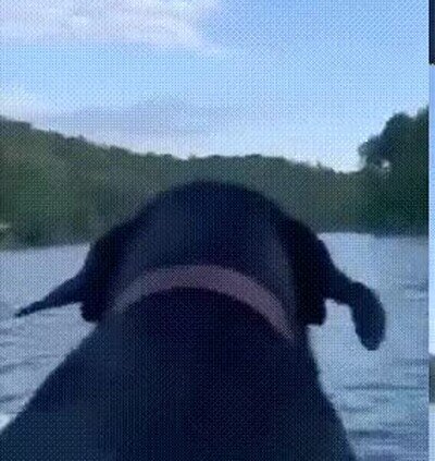 Enlace a Es super gracioso ver cómo se le mueven las orejas