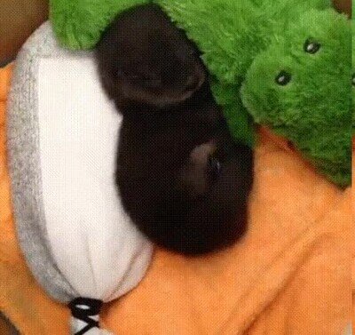 adorable,nutria,dormir