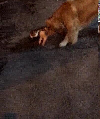 Enlace a Vámonos a casa, no merece la pena