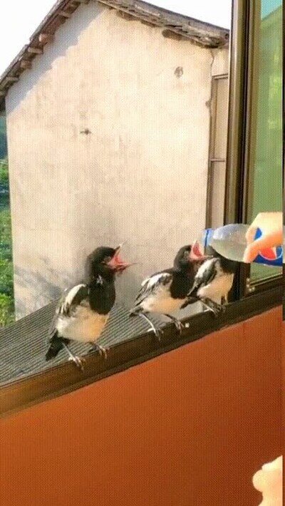 Enlace a Es adorable ver cómo comen