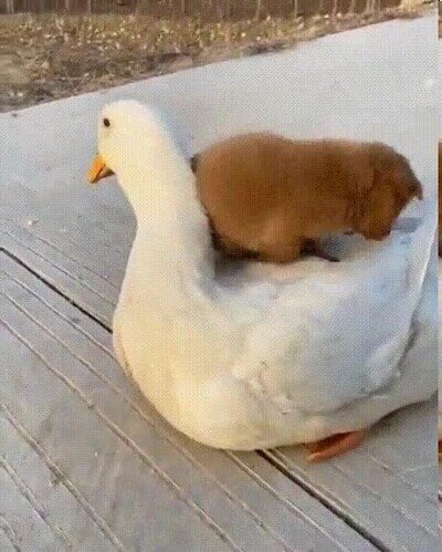 adorable,perro