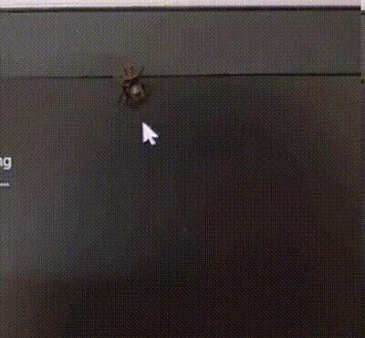 Enlace a La pobre araña está confundida