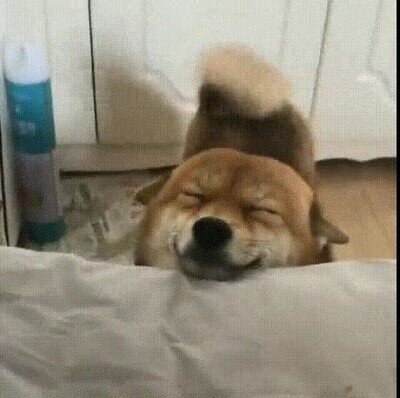 perro,sonrisa