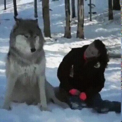 Enlace a Dándole mimos a un lobo