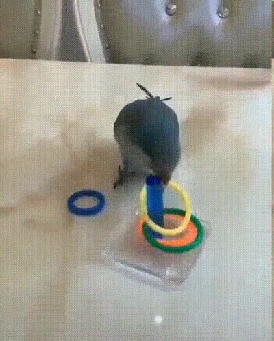 Enlace a Algunos pájaros son la mar de inteligentes 