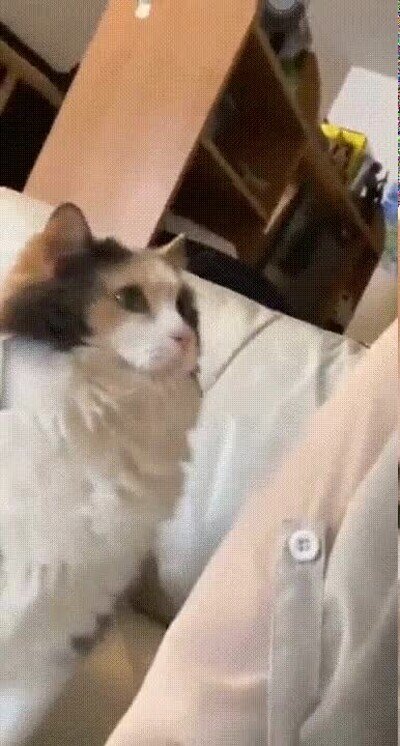 Enlace a Quiero mimos. Ahora