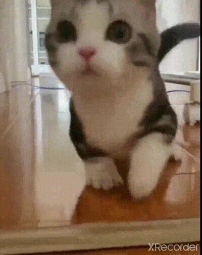 Enlace a El gatito más adorable que verás hoy