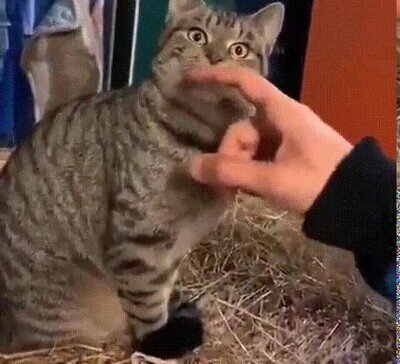 gato,mirada