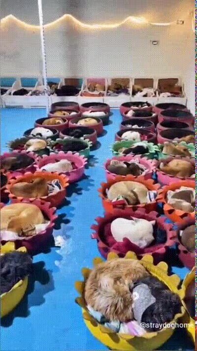 Enlace a La hora de la siesta para los perros de un refugio