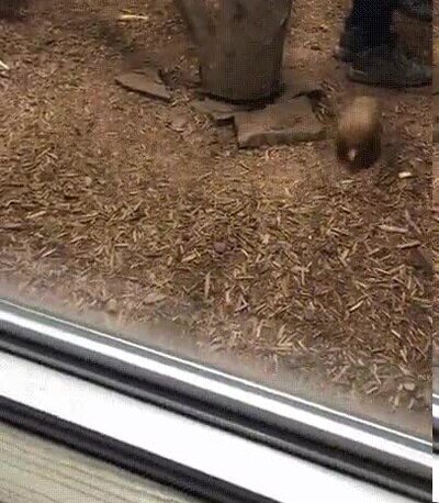 Enlace a No puede parar de dar vueltas con sus patitas