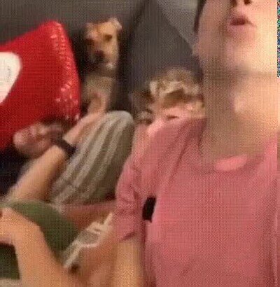 Enlace a El perrito es uno más de la familia