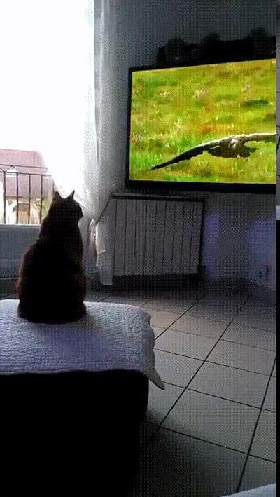teles,realistas