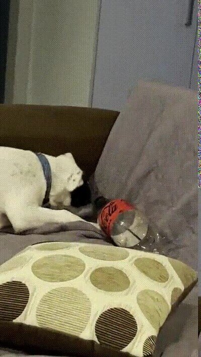 Enlace a Le he comprado mil juguetes caros pero prefiere jugar con la botella de plástico