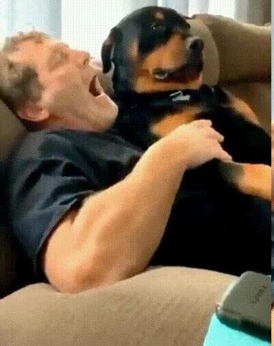 Enlace a Dicen que los perros se parecen a sus humanos