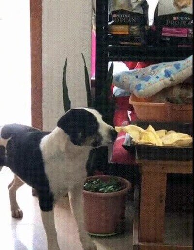 Enlace a Anda mira, self service