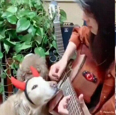mirada,perro,guitarra