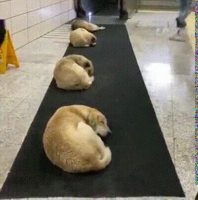 Enlace a Esta estación deja que los perros duerman en los días más fríos del mes