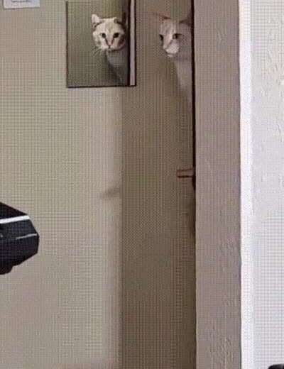 Enlace a La profecía se ha vuelto realidad