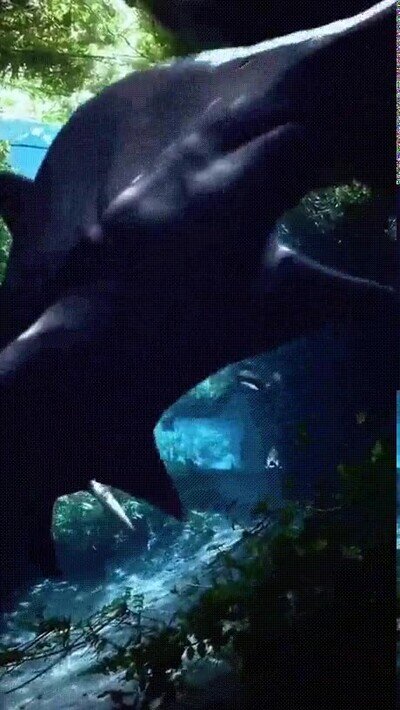 Enlace a ¿Cuál es tu dinosaurio favorito?