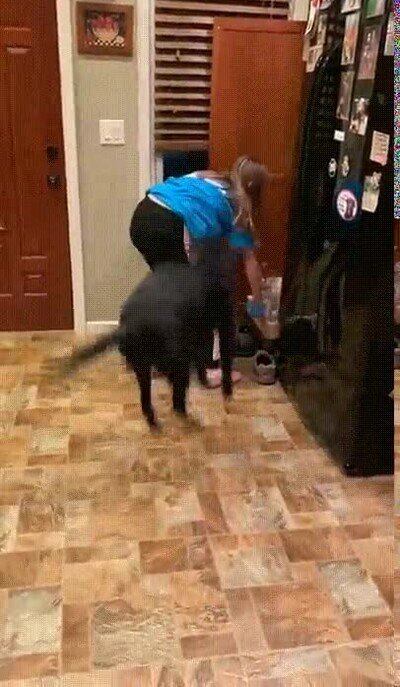 alegria,perro,armario