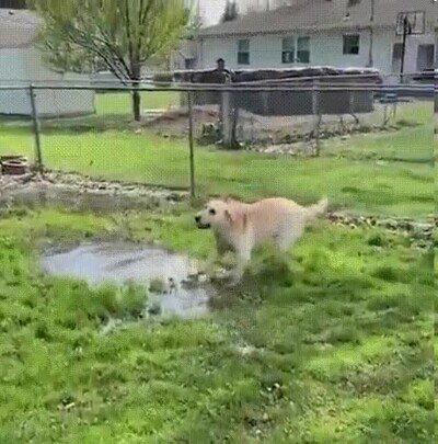 Enlace a Un perro ciego descubriendo un charco por primera vez