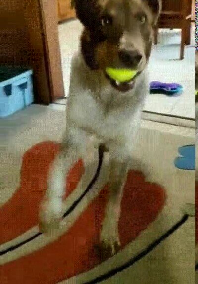 hora,jugar,perro,pelota