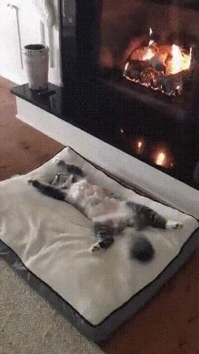 Enlace a El gato ha encontrado el mejor lugar de toda la casa para descansar