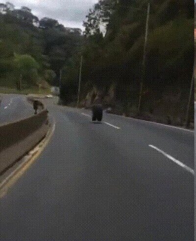 Enlace a Unas ruedas que parecen tener vida propia