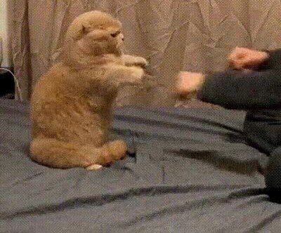 Enlace a Venga humano, demuestra lo que tienes