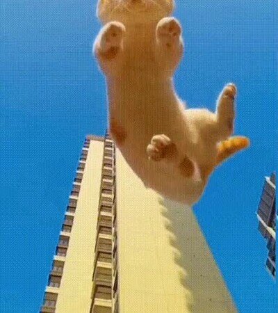 Enlace a Un gato cayendo a cámara lenta