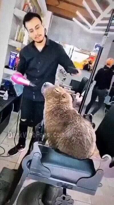 capybara,fabuloso