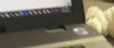 gato,teletrabajo