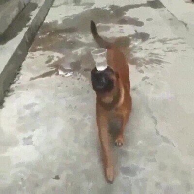 Enlace a Un perro con más equilibrio que tú