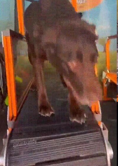 Enlace a A este perro le encanta correr sobre la cinta