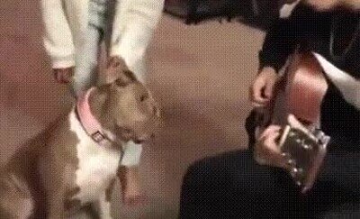 Enlace a Un perro que se queda flipando con el sonido de una guitarra