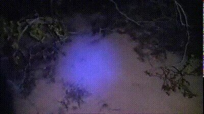 escorpion,luz,ultravioleta