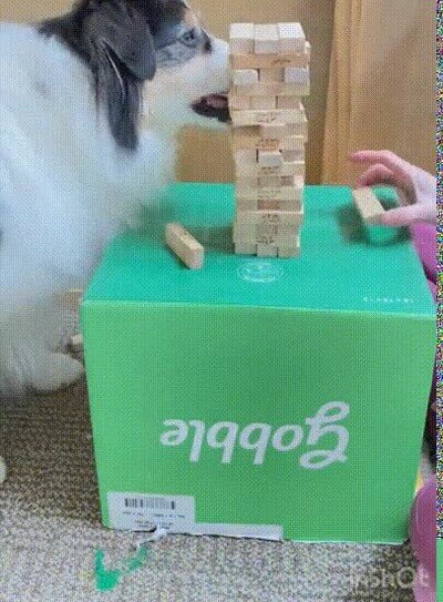 Enlace a Jugando a Jenga con un perro