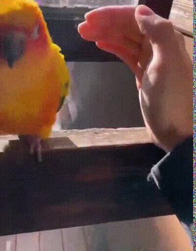 Enlace a En el fondo solo quiere un poco de mimos